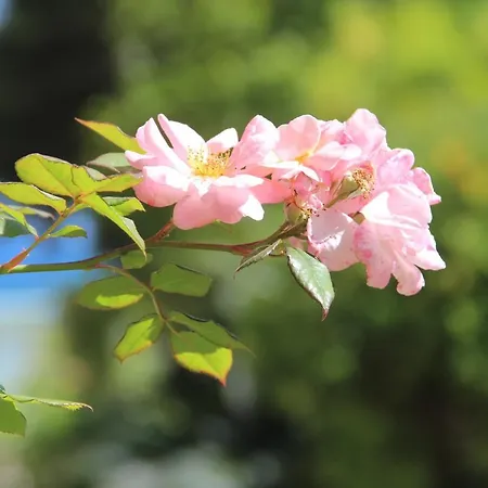 فندق Sophia سانريمو