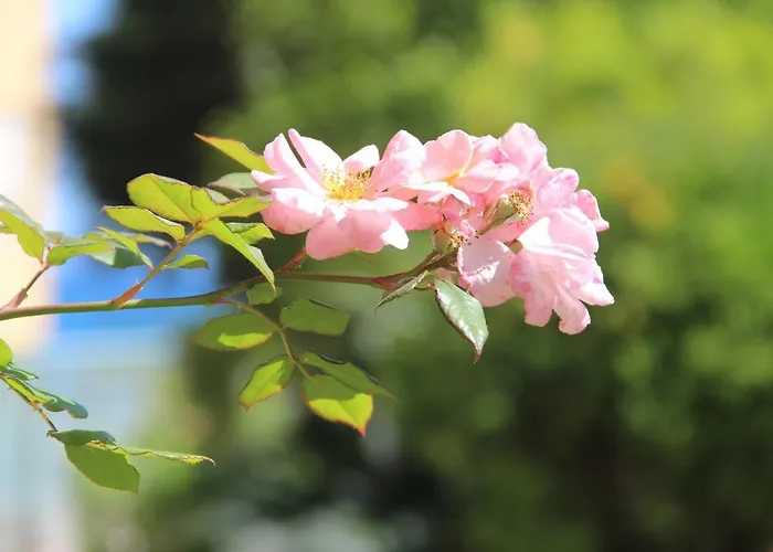 Hotel Sophia Sanremo